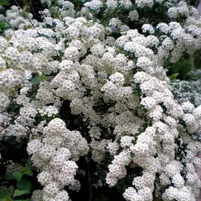 Спирея ВАНГУТТА  Спирея ВАНГУТТА в Истре