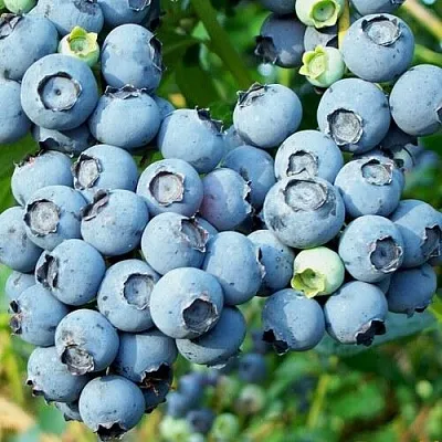 Голубика ПУРУ  Голубика ПУРУ в Истре