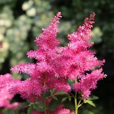 Астильба САННИ ДЕЙ гибридная в Истре