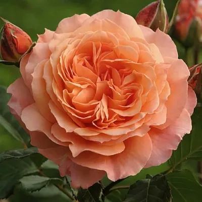 Саженцы роз БЕЛЬВЕДЕР шраб  Саженцы роз БЕЛЬВЕДЕР шраб в Истре