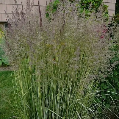 Вейник АВАЛАНШ остроцветковый в Истре