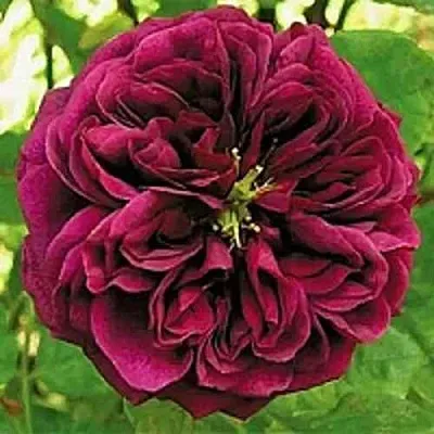 Саженцы роз ЗЕ ПРИНЦ английская  Саженцы роз ЗЕ ПРИНЦ английская в Истре