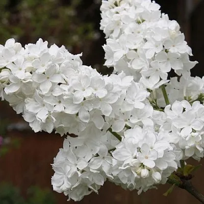 Сирень ФЛОРА  Сирень ФЛОРА в Истре