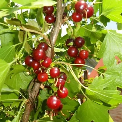 Смородина золотистая ВИШНЕВАЯ в Истре