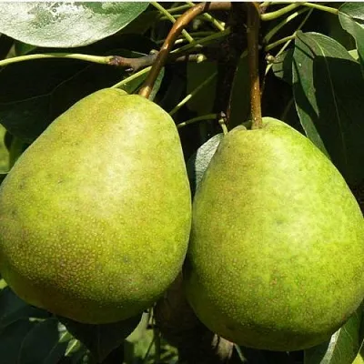 Груша ЛАГОДНАЯ в Истре