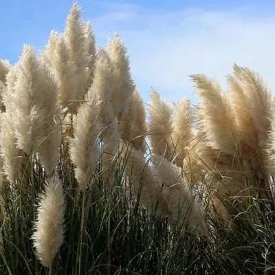 Кортадерия белая (пампасная трава) в Истре