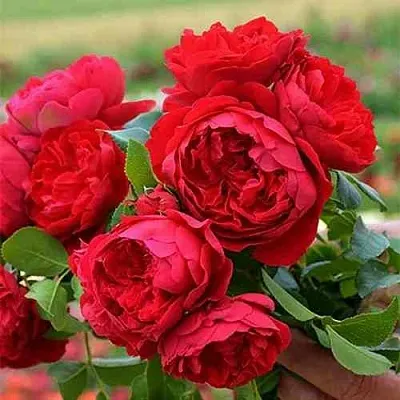 Саженцы роз ФЛОРЕНТИНА плетистая  Саженцы роз ФЛОРЕНТИНА плетистая в Истре