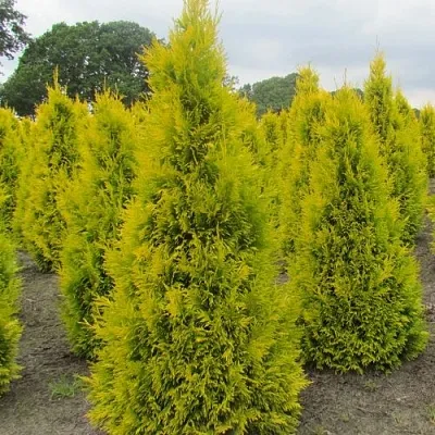 Туя САНКИСТ западная  Туя САНКИСТ западная в Истре