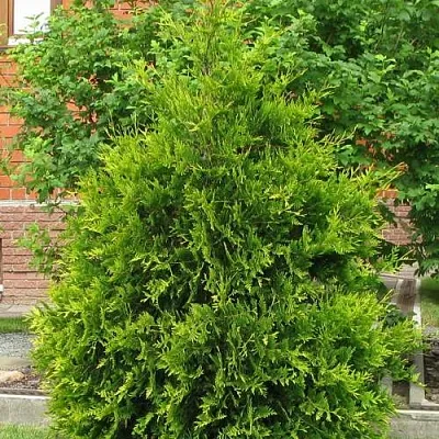 Туя АНЯ (АНИЕ) западная  Туя АНЯ (АНИЕ) западная в Истре