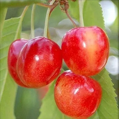 Черешня МЕДУНИЦА  Черешня МЕДУНИЦА в Истре