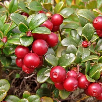 Брусника садовая АМЕРЛАНД  Брусника садовая АМЕРЛАНД в Истре