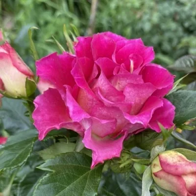 Саженцы роз БРЕРА флорибунда  Саженцы роз БРЕРА флорибунда в Истре
