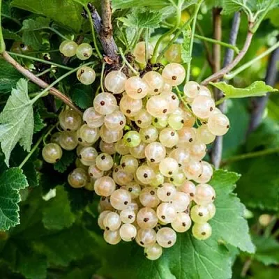 Смородина белая БЕЛАЯ ПОТАПЕНКО  Смородина белая БЕЛАЯ ПОТАПЕНКО в Истре