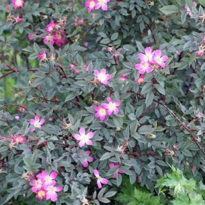 Саженцы роз сизая — описание сорта Саженцы роз сизая в Истре