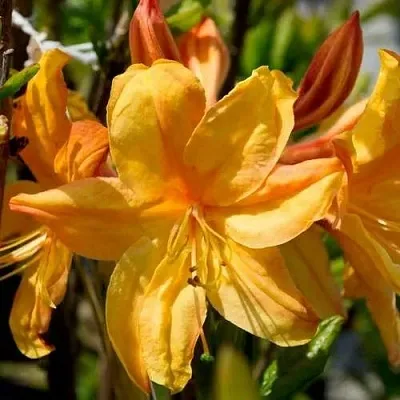 Азалия ГОЛДЕН ЛАЙТС листопадная  Азалия ГОЛДЕН ЛАЙТС листопадная в Истре