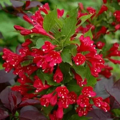 Вейгела РЕД ПРИНЦ  Вейгела РЕД ПРИНЦ в Истре