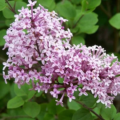 Сирень ПАЛИБИН   Сирень ПАЛИБИН  в Истре