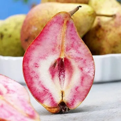 Груша БЛЮТБЕРН в Истре