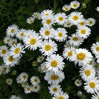 Астра АЛЬБУС альпийская в Истре