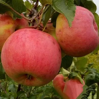 Яблоня БОЛОТОВСКОЕ — описание сорта Яблоня БОЛОТОВСКОЕ в Истре