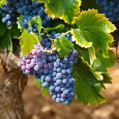 Виноград ЗИЛГА  Виноград ЗИЛГА в Истре