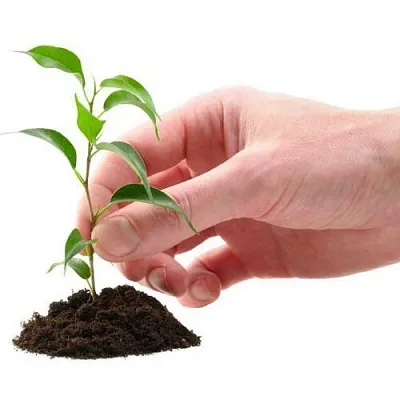 Саженцы  Саженцы в Истре