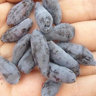 Жимолость съедобная ЧУЛЫМСКАЯ  Жимолость съедобная ЧУЛЫМСКАЯ в Истре