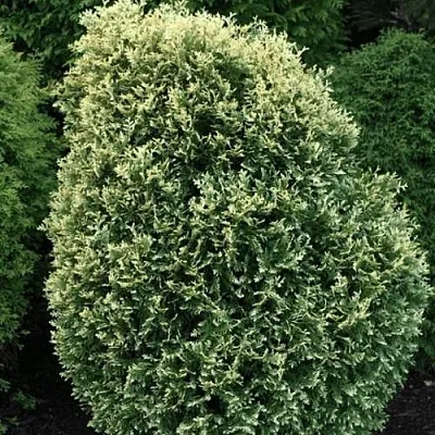 Туя ЛИТОМИШИЛ западная  Туя ЛИТОМИШИЛ западная в Истре