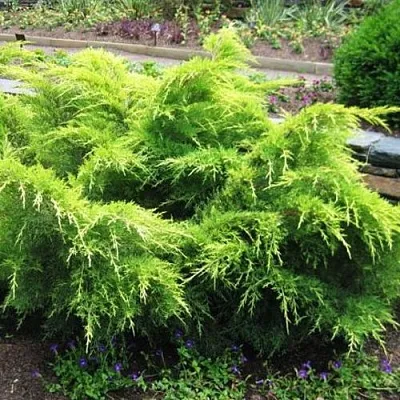 Можжевельник ГОЛД КОСТ средний  Можжевельник ГОЛД КОСТ средний в Истре