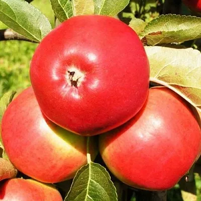 Яблоня СЯБРЫНА в Истре