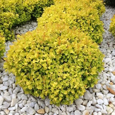 Барбарис БОНАНЗА ГОЛД тунберга  Барбарис БОНАНЗА ГОЛД тунберга в Истре