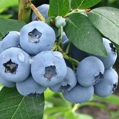 Голубика БЛЮЭТТА  Голубика БЛЮЭТТА в Истре