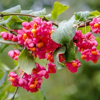 Бересклет ЕВРОПЕЙСКИЙ  Бересклет ЕВРОПЕЙСКИЙ в Истре