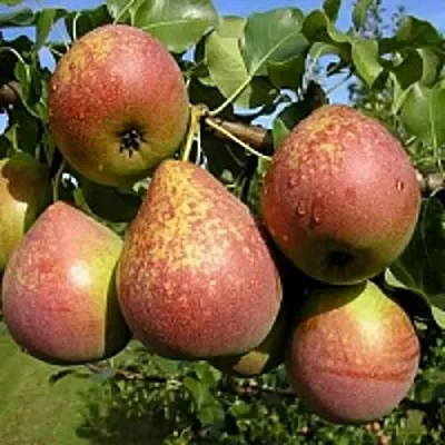 Груша МРАМОРНАЯ в Истре