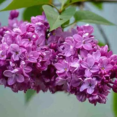 Сирень  в Истре