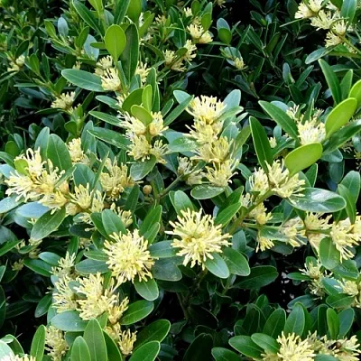 Самшит в Истре