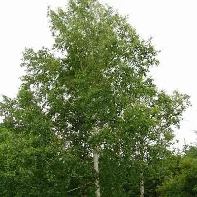 Береза бородавчатая в Истре