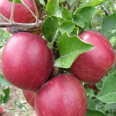 Яблони Московское Ожерелье колонновидная в Истре