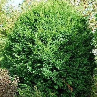 Тис РЕПАНДЕНС ягодный  Тис РЕПАНДЕНС ягодный в Истре