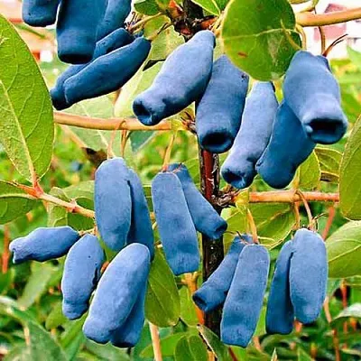 Жимолость съедобная НИМФА (ГАММА)  Жимолость съедобная НИМФА (ГАММА) в Истре