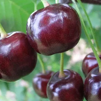 Дюк ФАКЕЛ  Дюк ФАКЕЛ в Истре