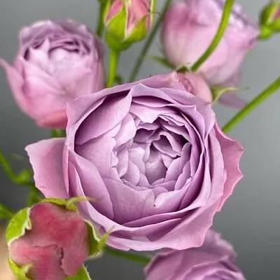 Саженцы роз ЛАВЕНДЕР БАБЛС спрей  Саженцы роз ЛАВЕНДЕР БАБЛС спрей в Истре