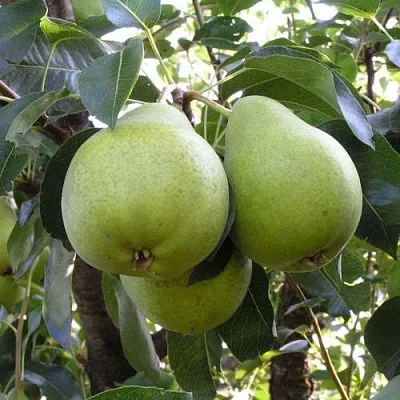 Груша МАСЛЯНИСТАЯ ЛЕТНЯЯ в Истре