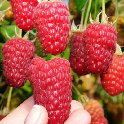 Малина МОСКОВСКИЙ ВЕЛИКАН в Истре