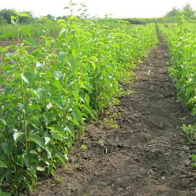 Подвой черешни ДИКАЯ ЧЕРЕШНЯ  Подвой черешни ДИКАЯ ЧЕРЕШНЯ в Истре