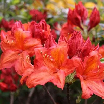 Азалия ЛИЛИНШТЕЙН японская в Истре