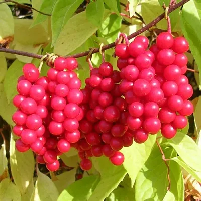 Лимонник  Лимонник в Истре