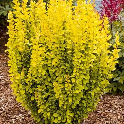 Барбарис ГОЛДЕН ТОРЧ тунберга  Барбарис ГОЛДЕН ТОРЧ тунберга в Истре