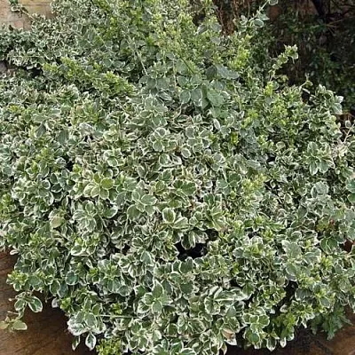 Бересклет ЭМЕРАЛЬД ГАИТИ форчуна  Бересклет ЭМЕРАЛЬД ГАИТИ форчуна в Истре