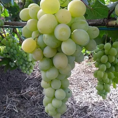 Виноград ФРУМОАСА АЛБЭ в Истре